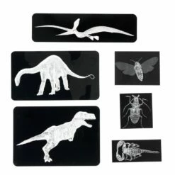 Insect & Dinosaur X-Rays - 96 Cards -Kids Toys Sales 2024 S1076609 1