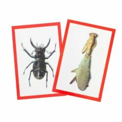 Bug X-Rays And Photo Cards - Set Of 72 -Kids Toys Sales 2024 S320984 1