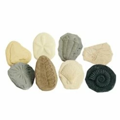 Fossil Stones - Set Of 8 -Kids Toys Sales 2024 S583275 0