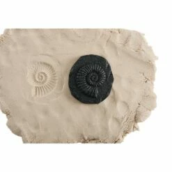 Bug & Fossil Set - 16 Pieces 7 Bug & Fossil Set - 16 Pieces -Kids Toys Sales 2024 S583285 2