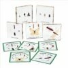 Excellerations® Insect Life Cycle Specimens - Set Of 5