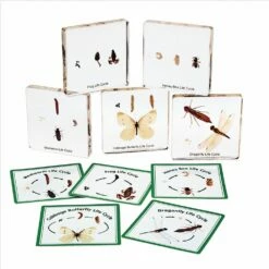 Excellerations® Insect Life Cycle Specimens - Set Of 5