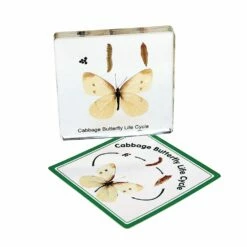 Excellerations® Insect Life Cycle Specimens - Set Of 5 -Kids Toys Sales 2024 S684219 2