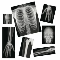 Excellerations® Science Kit - Health And Human Body 8 Excellerations® Science Kit - Health And Human Body -Kids Toys Sales 2024 S699994 1