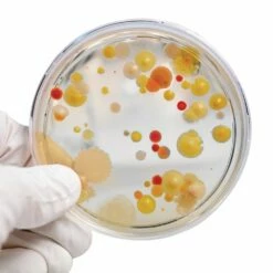 Steve Spangler Science® Growing Bacteria Kit