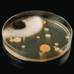 Steve Spangler Science® Growing Bacteria Kit -Kids Toys Sales 2024 S780017 1