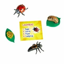 Life Cycle Figurines - 24 Pieces -Kids Toys Sales 2024 S981273 2